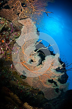 Gorgonian fans corals in the sunshine in the Red Sea, Egypt