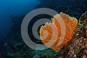 Gorgonian - Maratua atoll