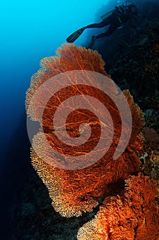 Gorgonian - Maratua atoll