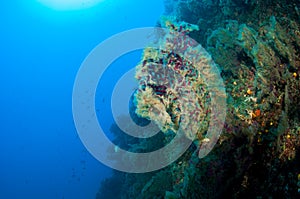 Gorgonian with mucilage photo