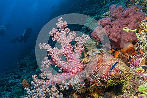 Gorgonian red soft corals
