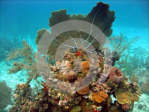 Gorgonian Sea Fan