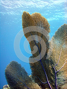 Gorgonian Sea fan