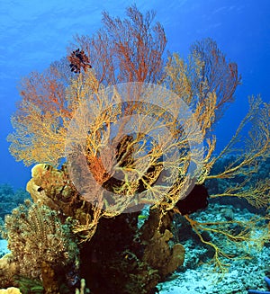 Gorgonian sea fan