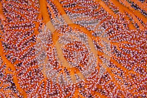 Gorgonian, Sea Fan, Sea Whips, Coral Reef, South Ari Atoll, Maldives