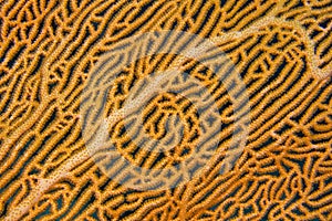 Gorgonian, Sea Fan, South Ari Atoll, Maldives