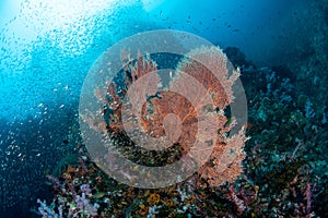 Gorgonian sea fan surrounded by a shoal of Glassfish