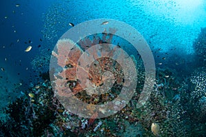 Gorgonian sea fan surrounded by a shoal of Glassfish