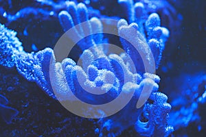 Gorgonian sea rod coral Eunicea calyculata Roatan, Honduras. download image