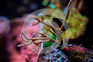 Gorgonian sea rod coral (Eunicea calyculata) Roatan, Honduras. Underwater aquarium image.