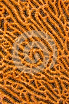 Gorgonian, South Ari Atoll, Maldives