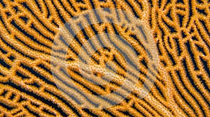 Gorgonian, South Ari Atoll, Maldives