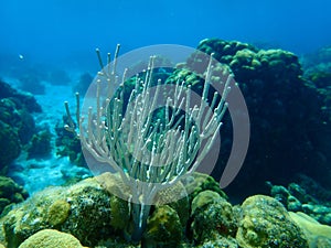 Gorgonian-type octocoral Slit-pore sea rod or double-forked plexaurella (Plexaurella dichotoma) undersea