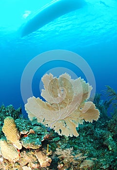 Gorgonian underwater