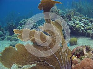 Gorgonians in Bonaire