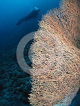 Gorgonion coral