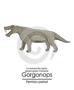 Gorgonops, a distant relative of mammals