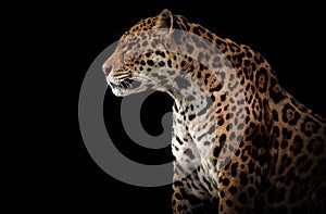 Gorgous jaguar portrsit
