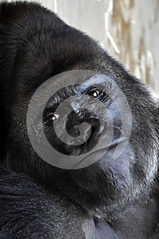 Gorila photo