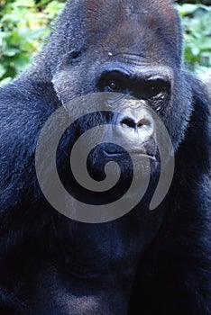 Gorila photo