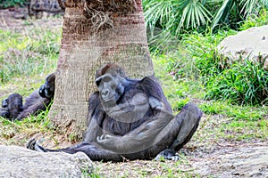 Gorila - Monkey photo