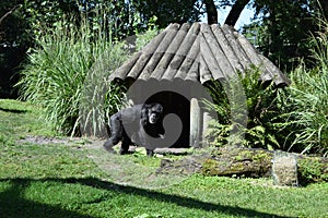 Gorila`s house photo