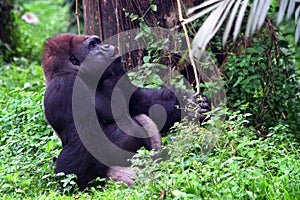 Gorila on jungle, gorila lonely photo
