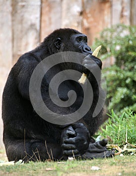 Gorilla