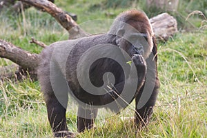 Gorilla