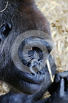 Gorilla