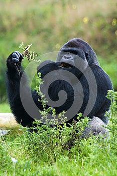 Gorilla