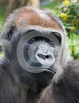 Gorilla