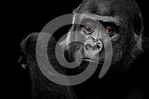 Gorilla