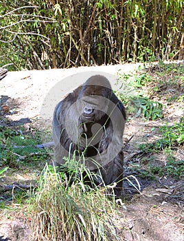 Gorilla
