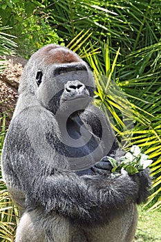 Gorilla