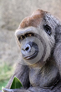 Gorilla