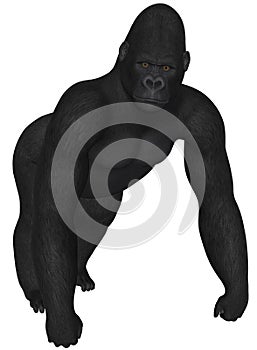 Gorilla