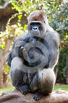 Gorilla