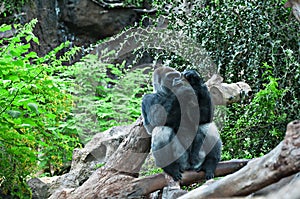 Gorilla photo