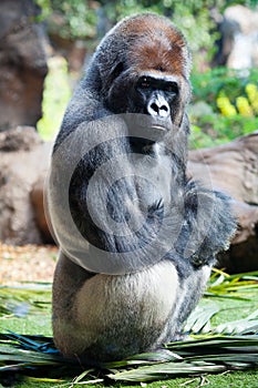 Gorilla