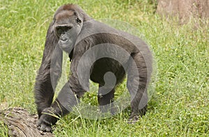 Gorilla