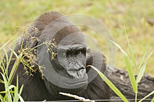 Gorilla