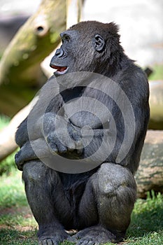 Gorilla