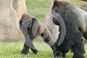 Gorillas photo