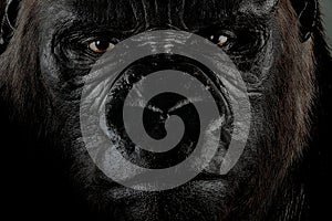 Gorilla