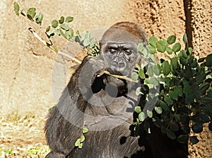 Gorilla