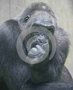 Gorilla 6