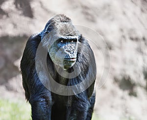 Gorilla