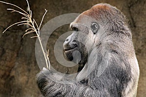 Gorilla