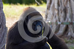 Gorilla